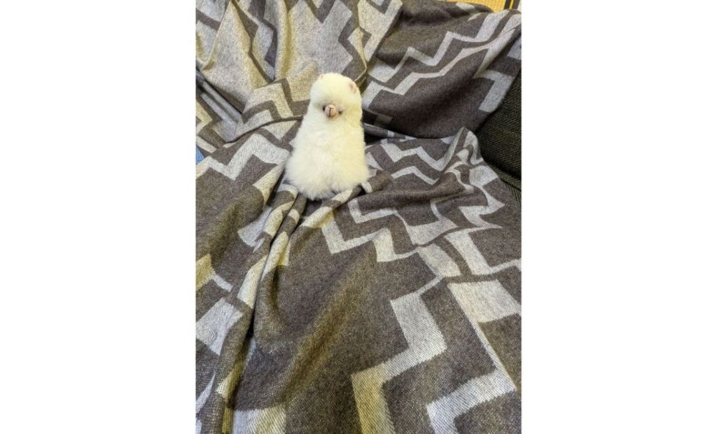 alpakadecke inca grau millwa